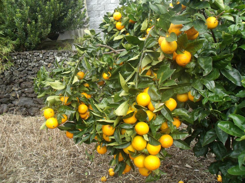 Tropical Fruit Garden Hotel Velas Bagian luar foto