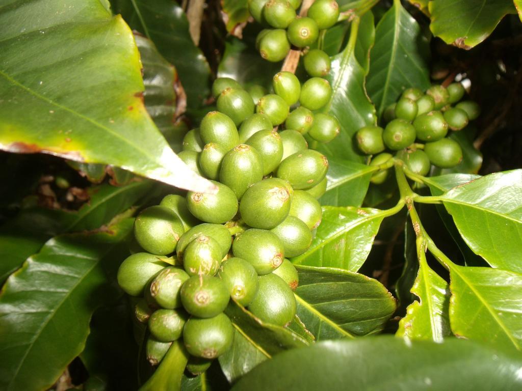 Tropical Fruit Garden Hotel Velas Bagian luar foto
