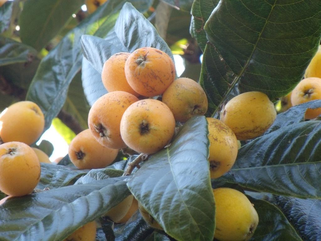 Tropical Fruit Garden Hotel Velas Bagian luar foto
